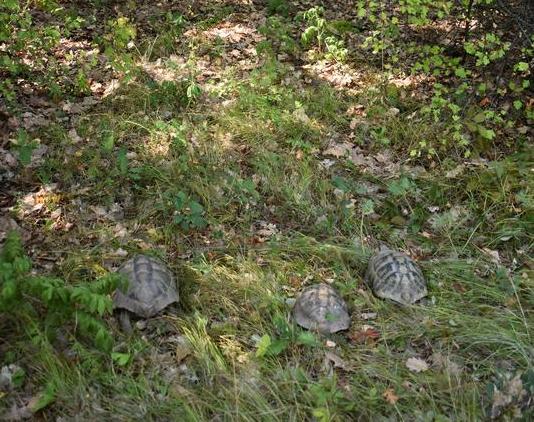 РИОСВ - Плевен конфискува костенурки от защитен вид, отглеждани в частен двор